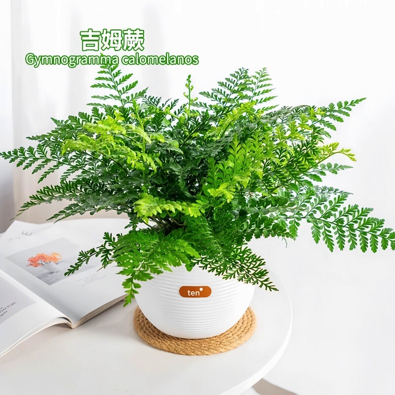 Boston Fern Potted Plant Greenery Bonsai Internet-Famous Indoor Living Room Evergreen Flower for All Seasons Boston Fern Potted Plant Greenery Bonsai Internet-Famous Indoor Living Room Evergreen Flower for All Seasons