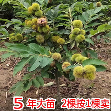 ���N�w���������ͥԺ��������t�۰��������޽����ϱ����Nֲ