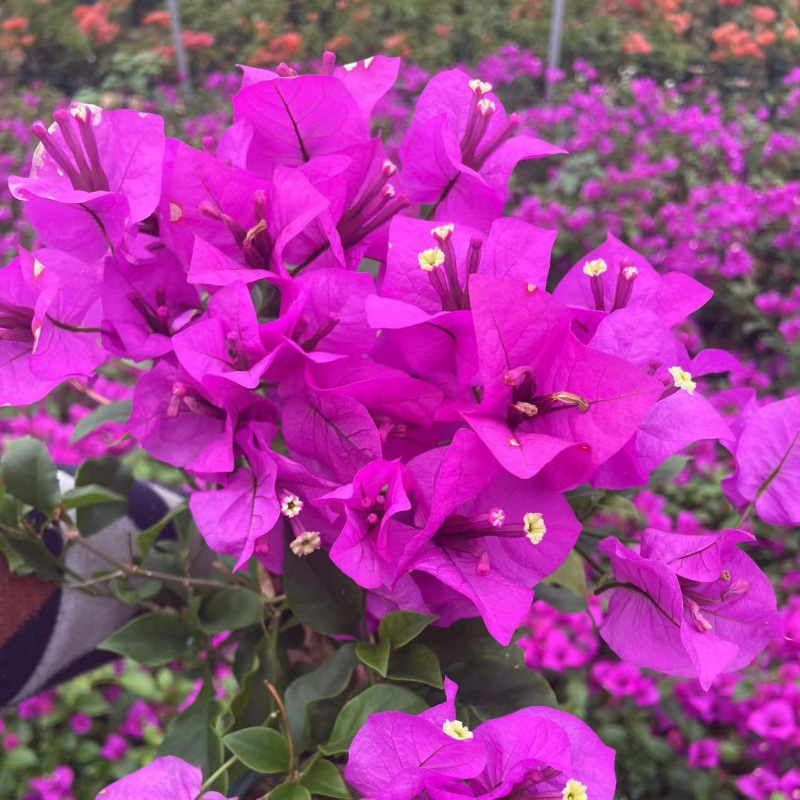 Qinhuahibiscus 老根耐寒性つる植物八重咲き四季開花鉢植え中庭観賞花バルコニー|undefined