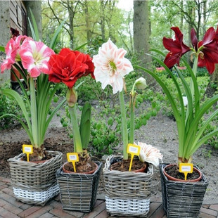 ���������ذ���피t ��피t��N��  ����ɏ �ش���Ʒ�N��