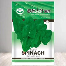 大叶菠菜种子农家土菠菜种子尖叶菠菜籽种子抗病耐热耐寒蔬菜种子