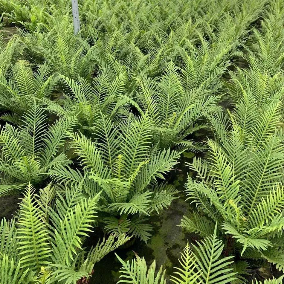 Fugui папоротник Горшечное растение зеленое растение бородавка стебель черные волосы папоротник лодка дракона папоротник красная голова папоротник Чэнду ландшафтный дизайн цветок пограничное растение