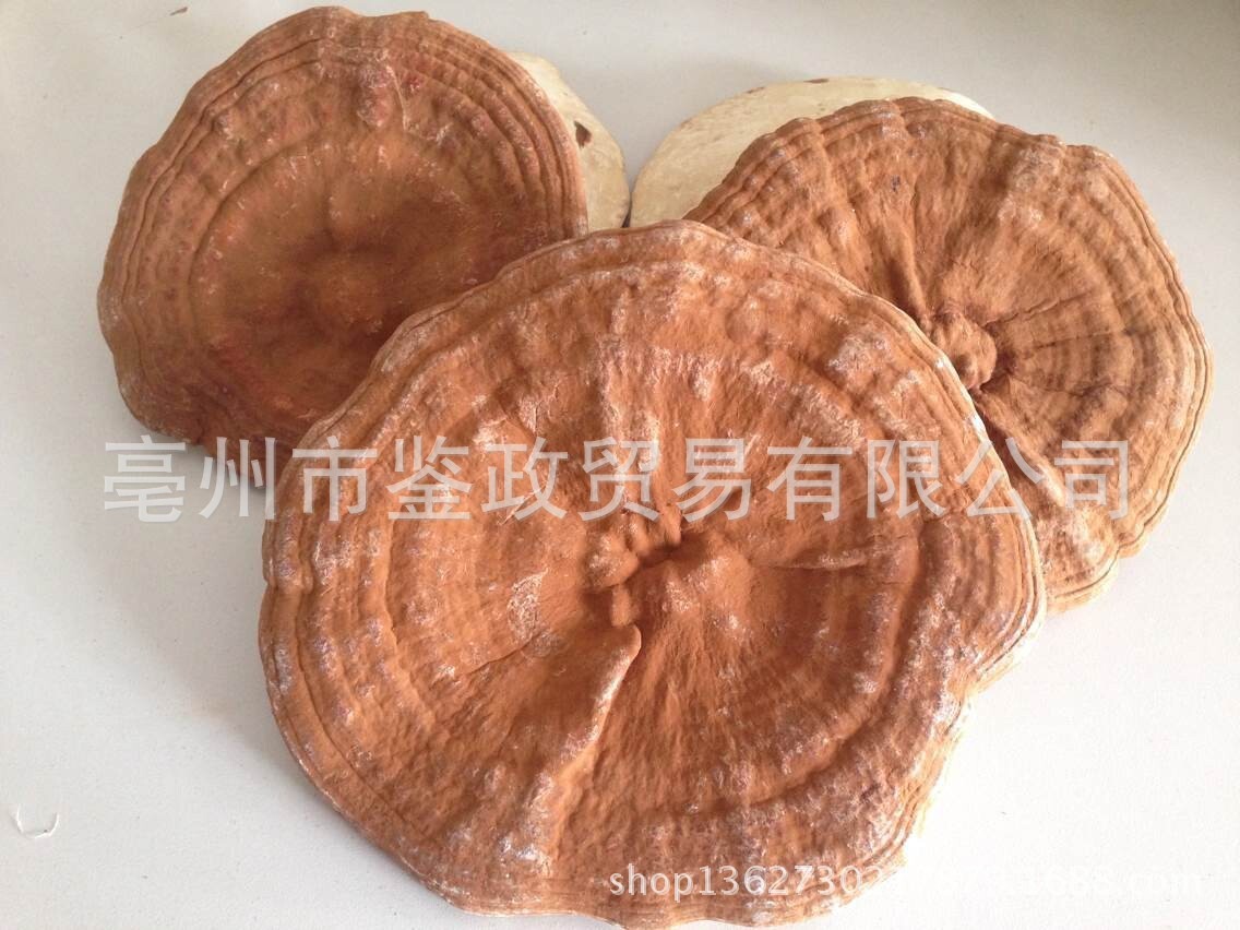 Dried Red Reishi Mushroom Whole Ling Zhi Ganoderma lucidum Traditional Herbal Tea and Decoction Herb 500g key features