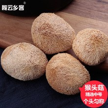 猴头菇干货云南特产丽江猴头菇猴脑菇煲汤食材