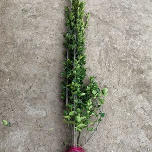 �������S��G�h�����ձ������S����~�S��h���綬���lì