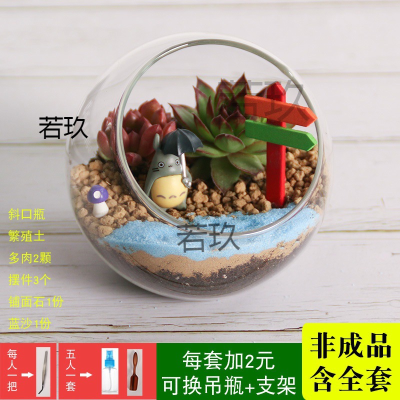 【团体活动】微景观多肉植物DIY材料包 生态玻璃瓶礼品 套装