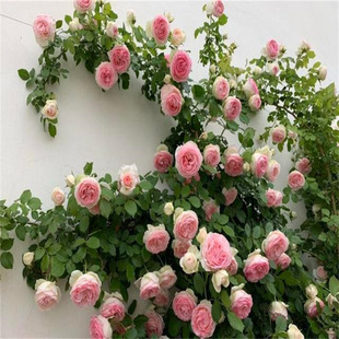 �Nޱ�����ٱ��¼��ش�����ֲ���ļ��_��������õ����]������B