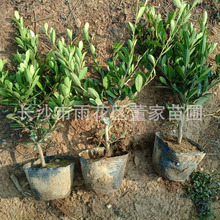 lAĸ ɫK С~ĸ ؛Դ r񌍻