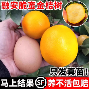 �ڰ����۽�ۘ�����ļ��V����Ƥ��ʳ�ù������Ә������̨ˮ����