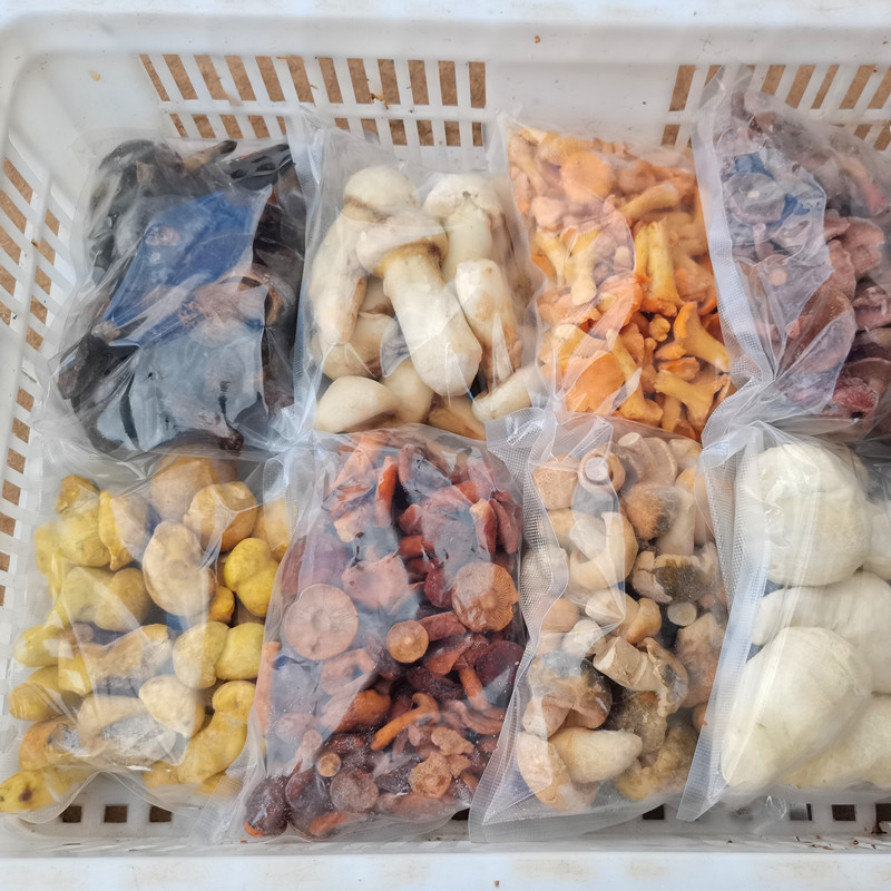 新鲜冰冻云南野生菌组合松茸鸡油菌牛肝菌谷熟菌奶浆菌青头菌菌菇