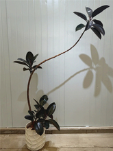 造型橡皮树黑金刚盆栽大型室内绿植客厅吸甲醛净化空气一物一拍
