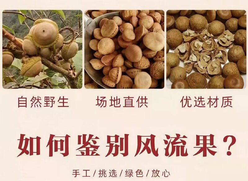 Feng Liu Guo (Lithocarpus/Sclerophyllous Oak Fruit) — Dried Food Herb for Wine Infusion & Soup specifications