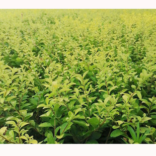 ��ľ���~Ůؑ�GֲС������ϻ������l���~ŮؑС��r�񃞻�