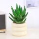 Aloe Vera Potted Indoor Green Plants, Radiation-Proof and Formaldehyde-Absorbing Office Air-Purifying Succulent Plants That Are Easy to Maintain and Not Dead