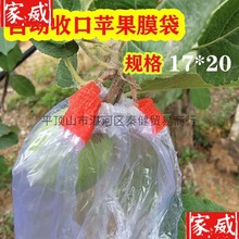 橡皮筋自动收口套袋梨水果防鸟防虫塑料透明扎丝膜袋