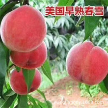 ��ѩ��֬���Ҙ���6����Ѯ�����Ĵ�������������ϱ����N����Y��