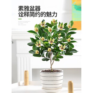 һ�����l��Ц�����Ԏ������༾�������Ϙ����绨��ֲ���҃ȿ͏dС