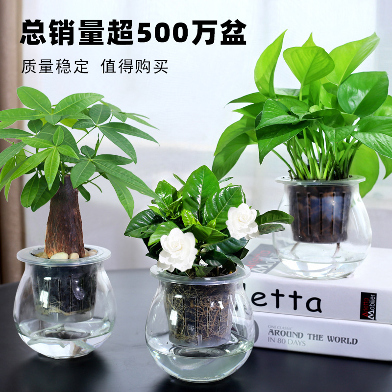 Green Radish Gardenia Fortune Tree Ivy Asparagus Indoor Hydroponic Green Small Plants Purify the Air Potted Green Plants