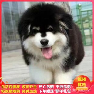 ���N����˹�ӻ��w��Ȯ����Ȯ���Һڼt��ѩ��Ȯ���ﹷ������Ȯ