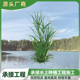 金鱼藻 菹草 狐尾藻 黑藻 水葫芦苗承接河道修复净化工程