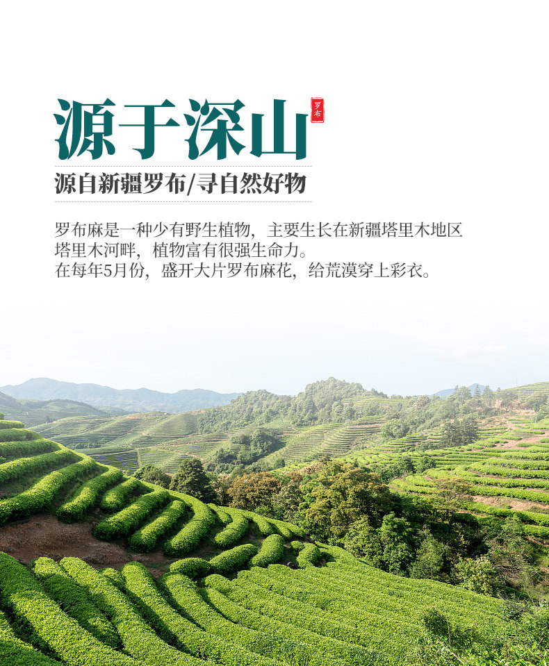 Luo Bu Ma Tea Apocynum Leaf Tea with Dried Tangerine Peel 240g Wild Xinjiang Herbal Wellness Tea quality and texture