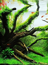 杜鹃根 已煮 水草  栖根 造景 沉木  爬宠箱 莫斯树 鱼缸已泡去黄