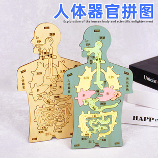 Human Digestive System Organs Visceral Puzzle Model Science and Technology Small Production Handmade Kindergarten Primary School Science Experiment