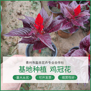 �G�~һ֧�P�ݻ����� �u�ڻ����� �G�~�Pβ�u�� ���o�tǧ�������