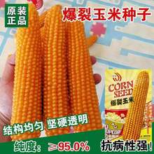 爆米花玉米种子爆裂玉米粒种籽高产早熟爆米花专用南北方大田种植