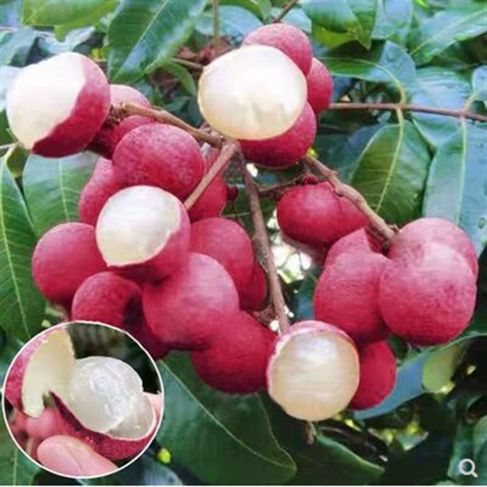 Рассада Лонган хранение рассады шикся Лонган привитые рассады с грязью и листьями в четыре сезона старый ворс двор открытый результаты года