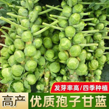 孢子甘蓝种子四季蔬菜小包菜包心菜种籽可盆栽阳台种植耐寒