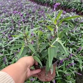 墨西哥鼠尾草 成都园林绿化苗木 花境植物 地被苗木批发 盆栽花卉