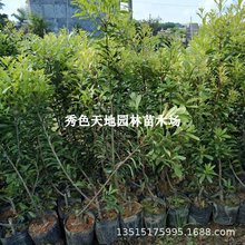 ɾӖ|÷̿|ش޽ӹϱNֲY