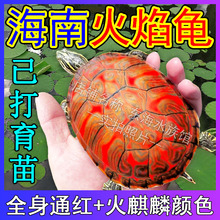 ��������ˮ�����w�����t�����y�~�׻��B��ˮ�ԼS�����������^�p��