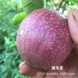 新品种绿皮百香果 大果木瓜香蜜 西番莲苗树 荔枝味黄金 紫香台农