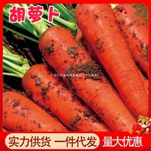 胡萝卜10斤整箱沙地萝卜新鲜蔬菜脆甜爽口带泥批发农家现挖胡萝卜