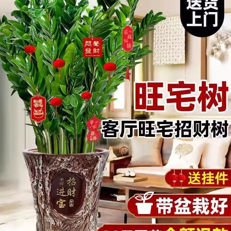 Money Tree Potted Plant for Indoor Living Room and Office, Fortune Tree, Money String Plant, Large Easy-Care Flower and Green Plant, Prosperity Tree Money Tree Potted Plant for Indoor Living Room and Office, Fortune Tree, Money String Plant, Large Easy-Care Flower and Green Plant, Prosperity Tree