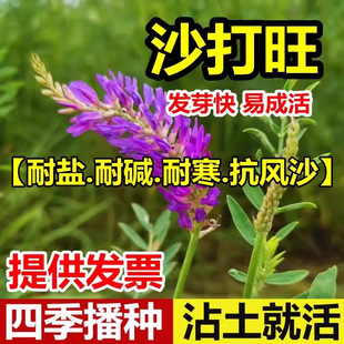Shadawang Seeds Wholesale Perennial Pasture Green Fertilizer Slope Protection Cold-Resistant, Drought-Resistant and Salt-Tolerant Sand-Fixing Seeds