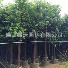 大批量销售12公分香樟树，香樟假植苗，袋装苗，绿化苗木