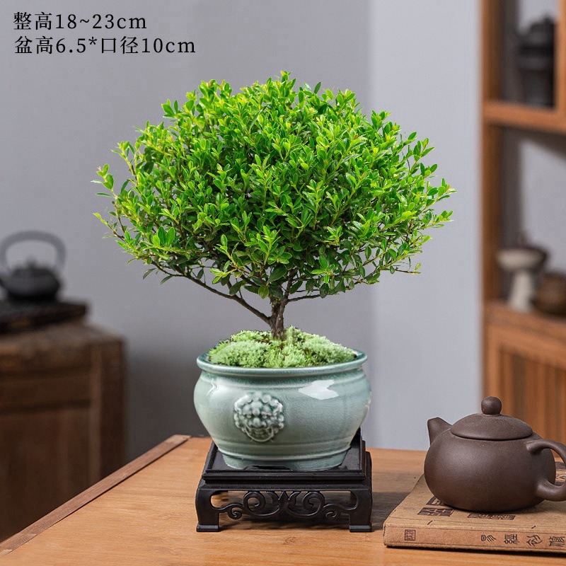 고급 작은잎 피니큘라 + 쌍사자머리 화분 + 수지 사각 트레이 + 비료 [무료 이끼]