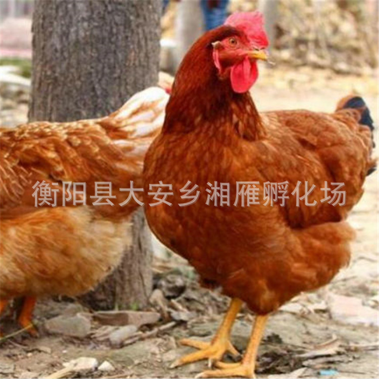 海兰褐蛋鸡3.jpg