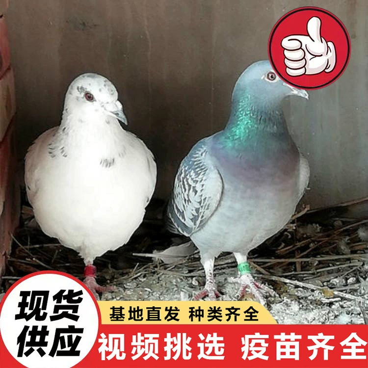 Ферма продаёт живых разведывательных голубей для праздничных торжеств, проекта выпуска голубей мира, кормления голубей на площади для живописного культурно-туристического отдыха.