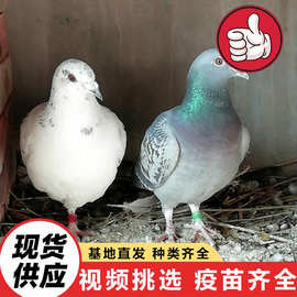 散养鸽子训练好的广场鸽观赏鸽肉鸽养殖基地大量出售种鸽白羽王鸽