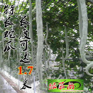 �߹ϷN���L�߶�ͥԺ�̨�����^��ֲ��ζ���r���߮a�ļ��߲˷N����