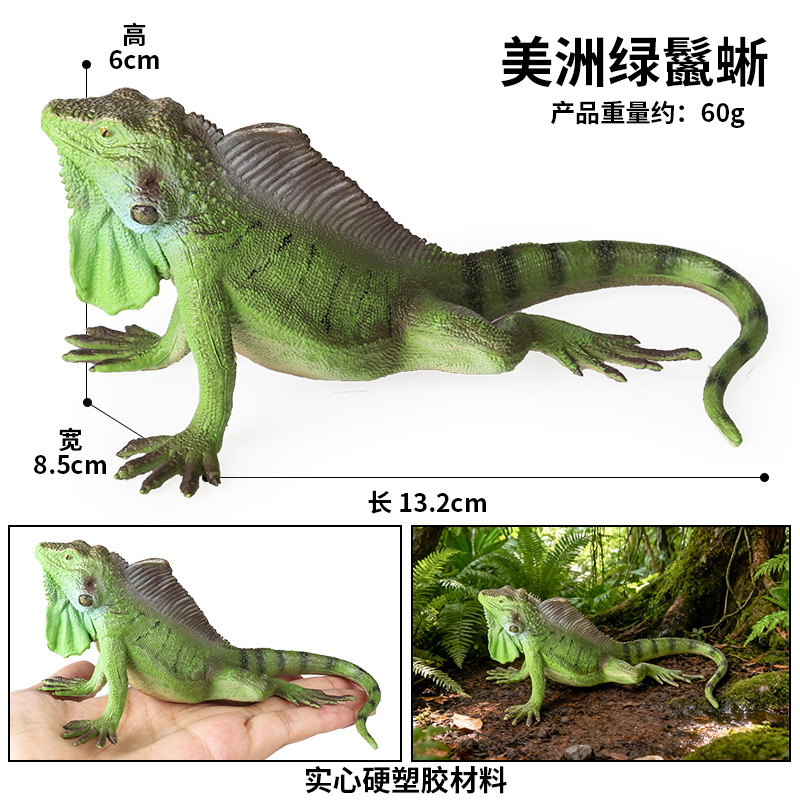 ZZ Iguana verde americana