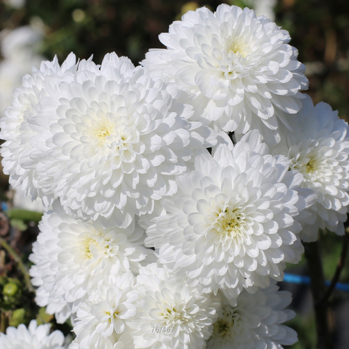 Huangshan Tribute Chrysanthemum New Flower, Huangshan White Chrysanthemum High-Quality Tribute Chrysanthemum Loose Leaf Tea Wholesale Supplier Source 50g Jar