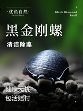 黑金刚螺草缸除藻螺热带观赏螺洋葱螺斑马螺清洁刷缸工具螺活体螺