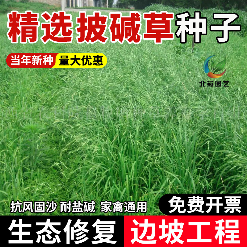 披碱草草籽护坡固土抗风沙多年生耐盐耐碱老芒麦羊草冰草碱茅种籽