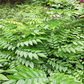 批发海南黄花梨树 红木降香黄檀小苗 别墅庭院绿植降香木盆栽