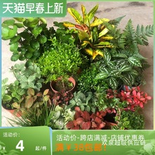 ��ˮʯֲ��Gֲ��ˮʯˮꑸ����ָ׼�ɽ�쾰̦�\ާ΢���^�辰ֲ��